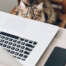 DPA Professionals privacy informatiebeveiliging going on a data protection journey don t leave your pets at home min